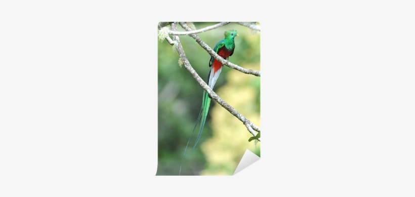 Quetzal Costa Rica, transparent png download