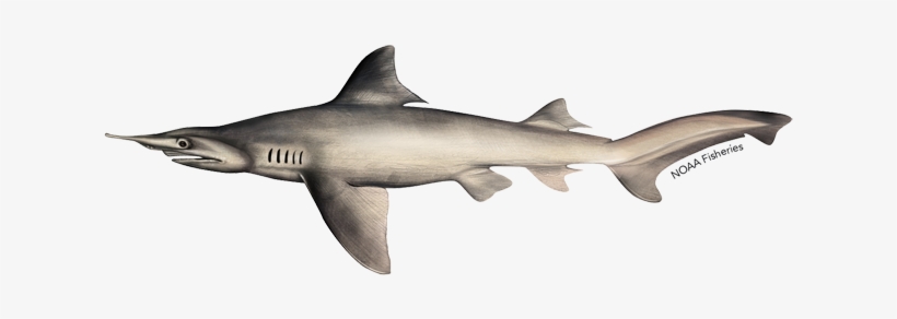 Daggernose Shark, transparent png download