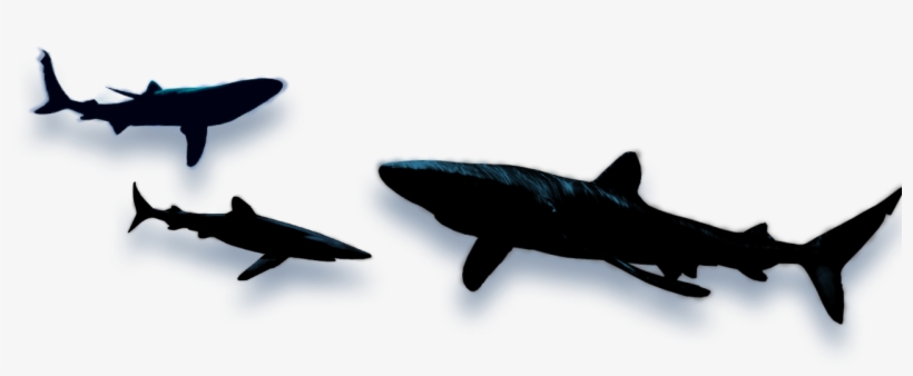 Razor Shiver - Shark Shadow Png, transparent png download