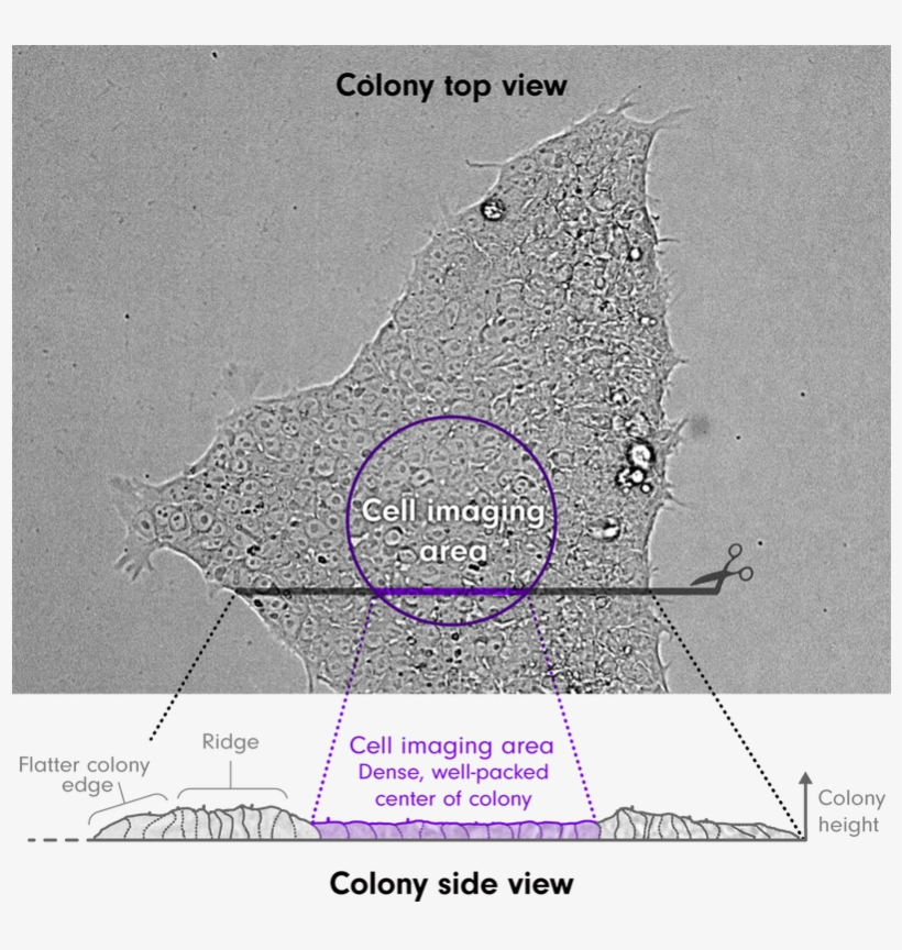 Picture - Allen Institute For Cell Science, transparent png download