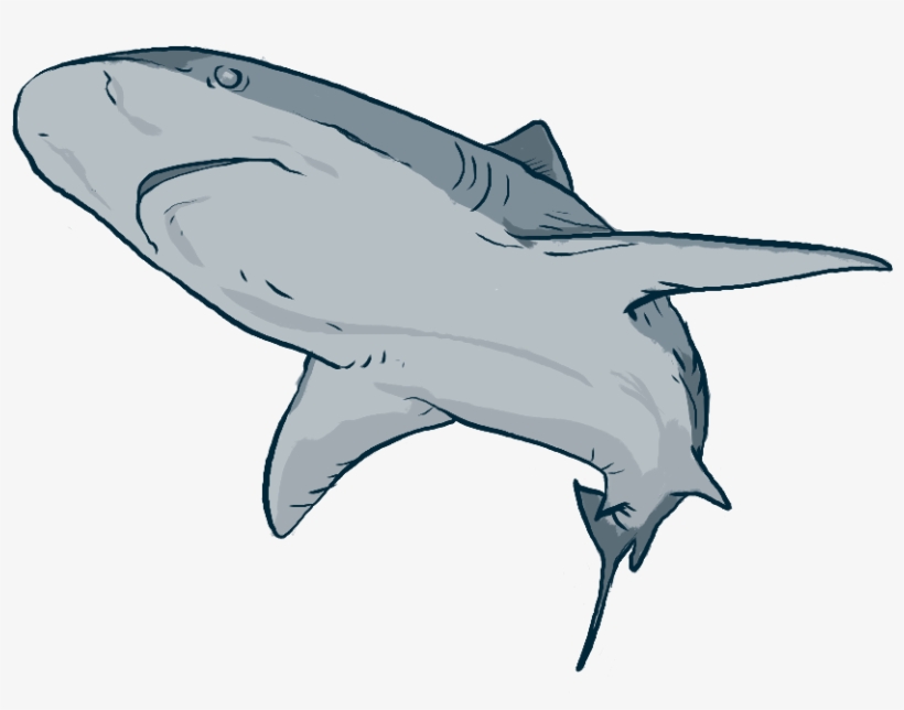 Tucuxi, transparent png download