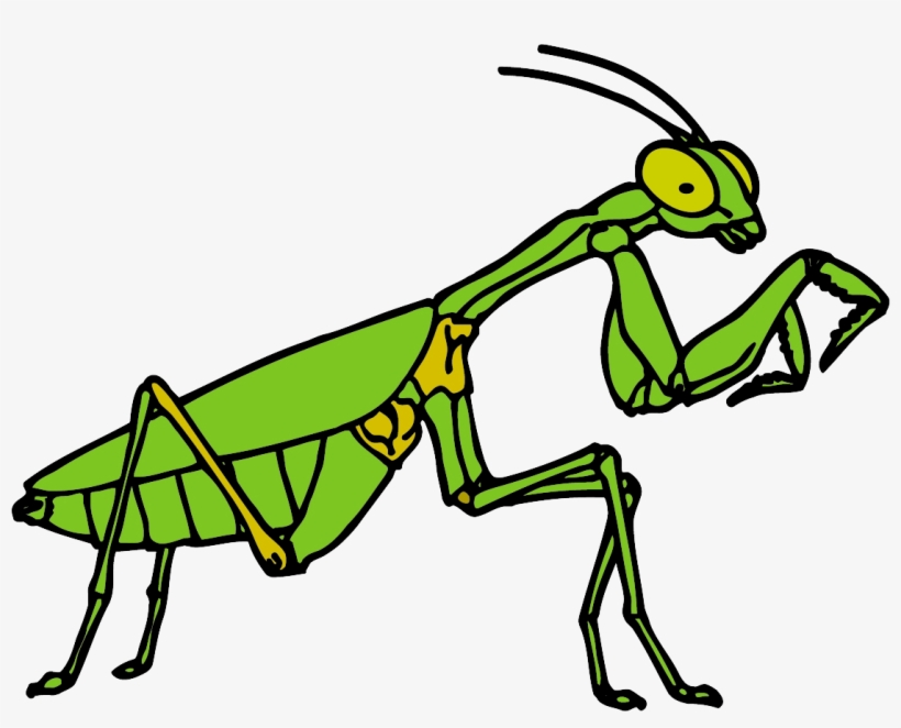 Free Clipart Praying Mantis Transparent PNG - 1117x848 - Free Download