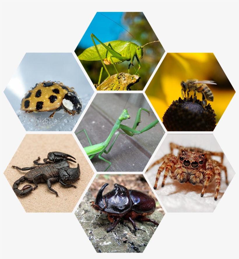 Bugs-1314691 1920 - Keyring Ladybug Drop Surface 106611, transparent png download