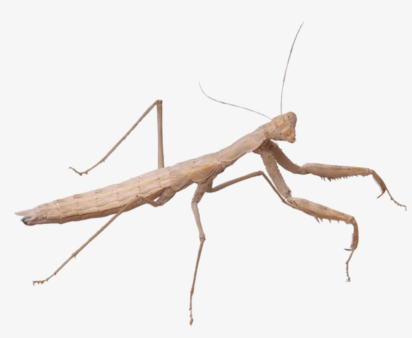 Mantidae, transparent png download