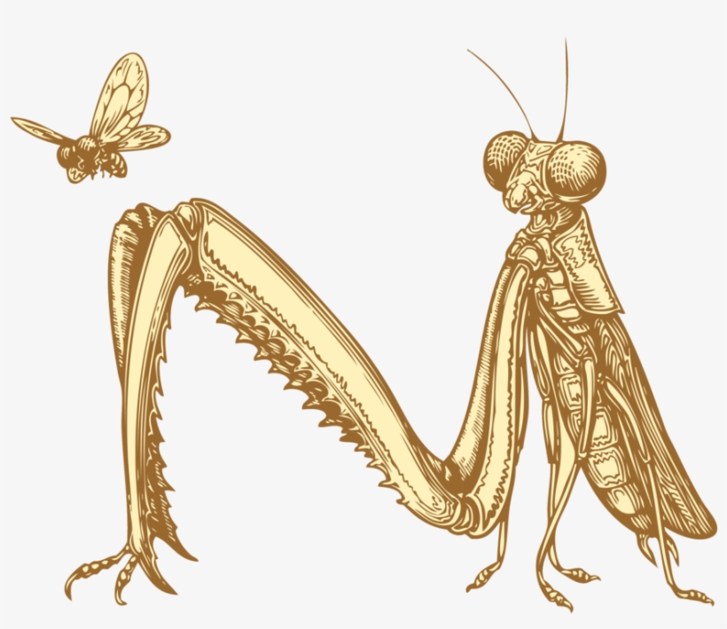 Prayingmantis Transparent Background - Portable Network Graphics, transparent png download