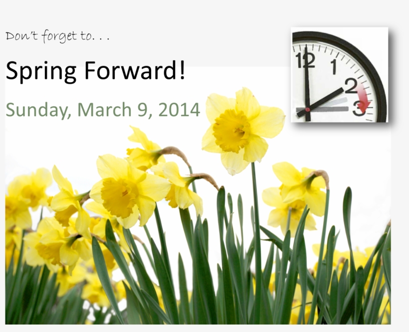 Spring Forward - Daffodil, transparent png download