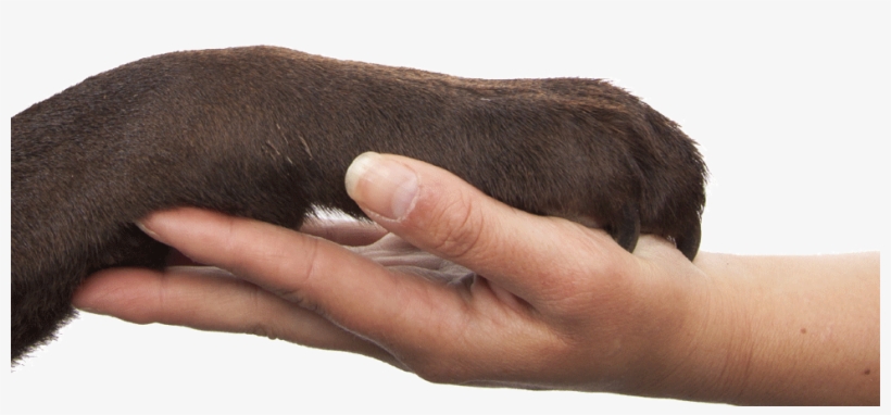 Train Your Existing Dog To Be A Service Dog - Diggity Dogs Service Dogs Logo, transparent png download