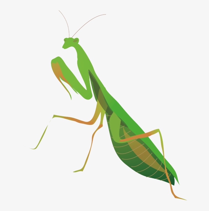 European Mantis Png Free Pic - Knife, transparent png download