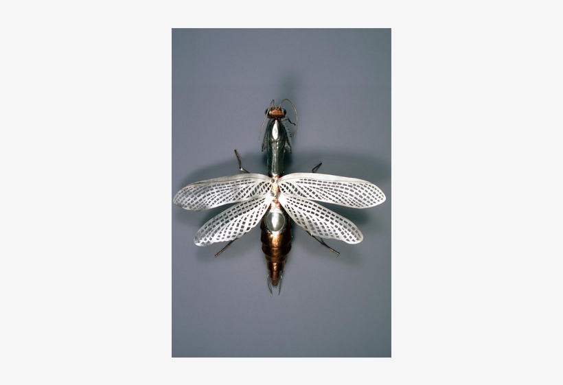 Net-winged Insects, transparent png download