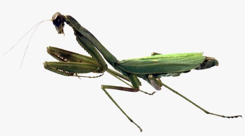 Mantis Png - Praying Mantis And Grasshopper Difference, transparent png download