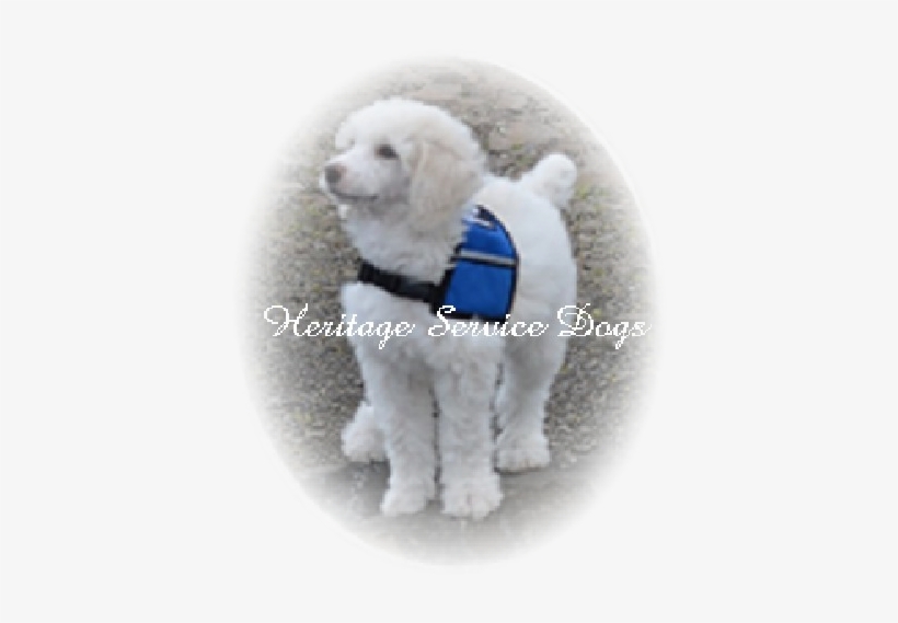 Jett Was Placed In Oregon Into Our "guardian" Breeding - Toy Poodle, transparent png download