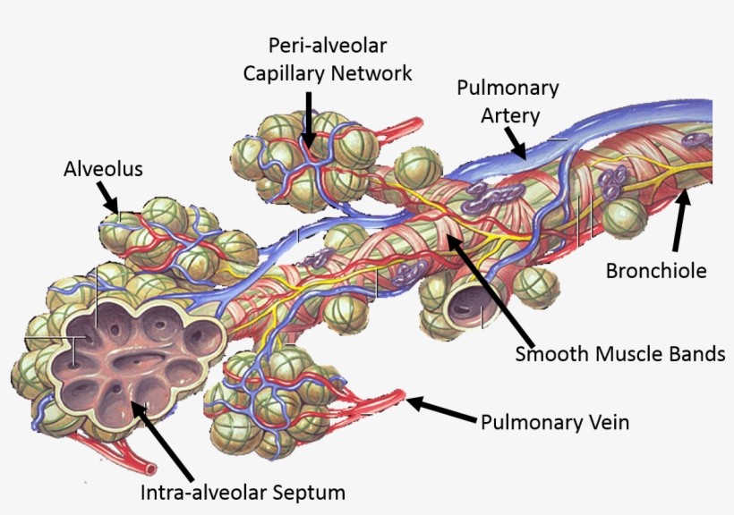 Dams Crs-physiology 2017, transparent png download