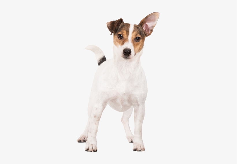 Terrier, transparent png download