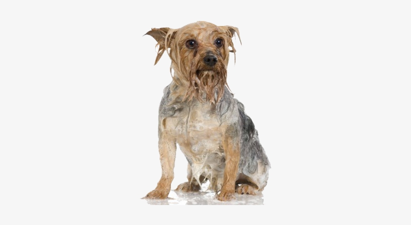 Maintenance Program - Dog Grooming, transparent png download