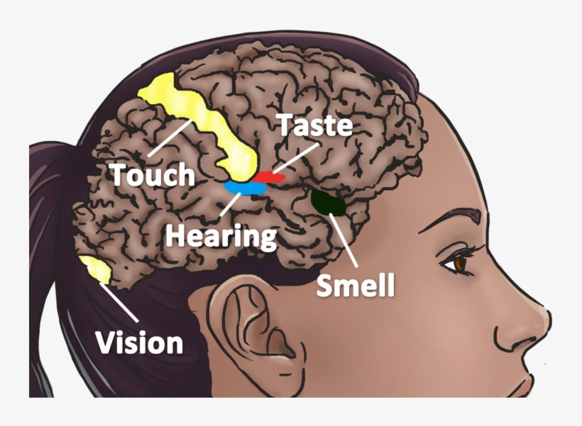Symptoms Of Mirror Touch Synesthesia Transparent PNG - 768x565 - Free Download on NicePNG Symptoms Of Mirror Touch Synesthesia Transparent PNG - 768x565 - Free Download on NicePNG