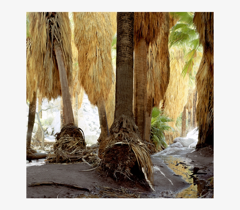 Hell's Hole Oasis - Anza-borrego Desert State Park, transparent png download