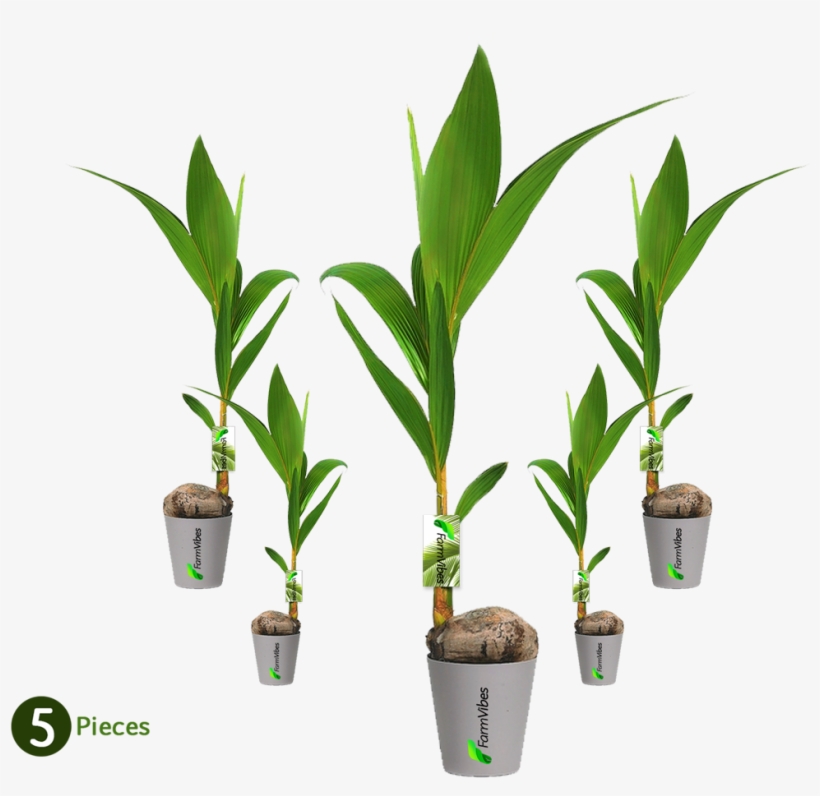Kerala Dwarf Variety Coconut Tree - Coconut Palm Plant, transparent png download