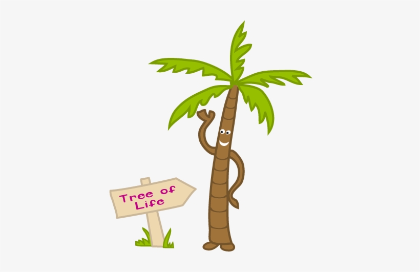 Coconut Palm Tree - Coconut, transparent png download