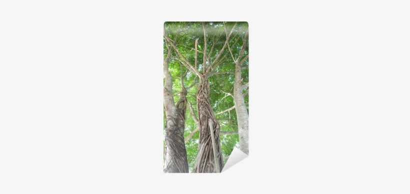 Banyan, transparent png download