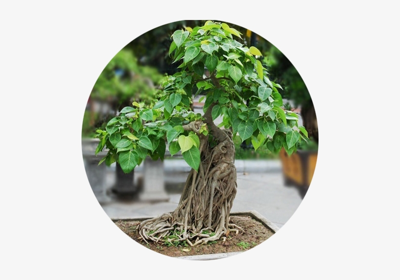 Banyan - Saflax - Potting Set - Bonsai - Peepul Tree / Sacred, transparent png download
