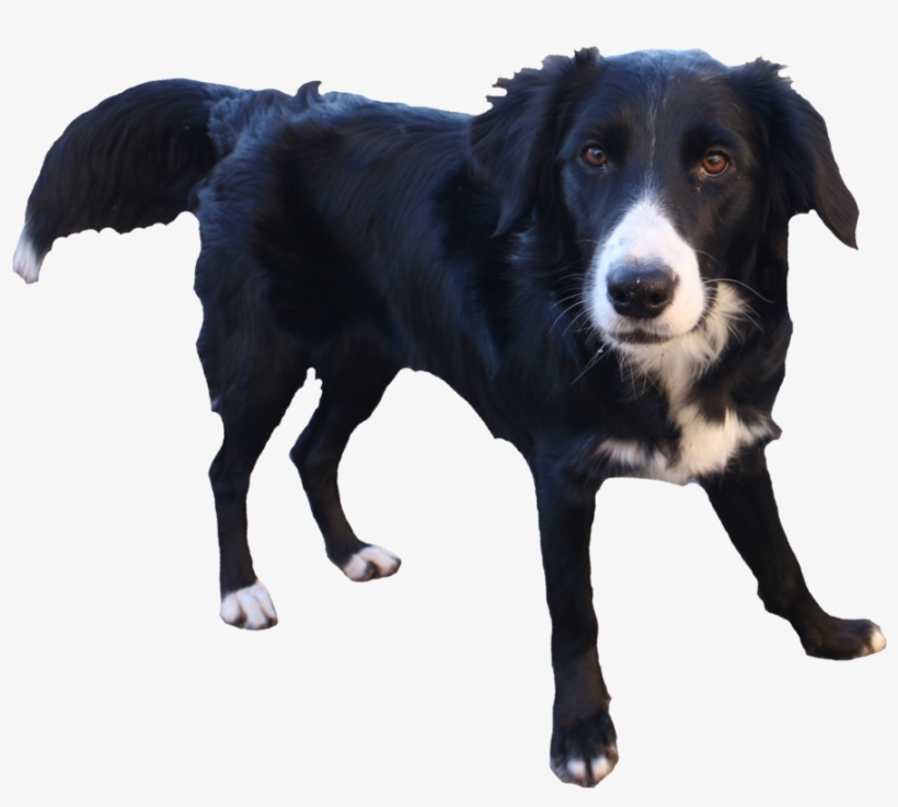 Dog Clipart Transparent Background, transparent png download