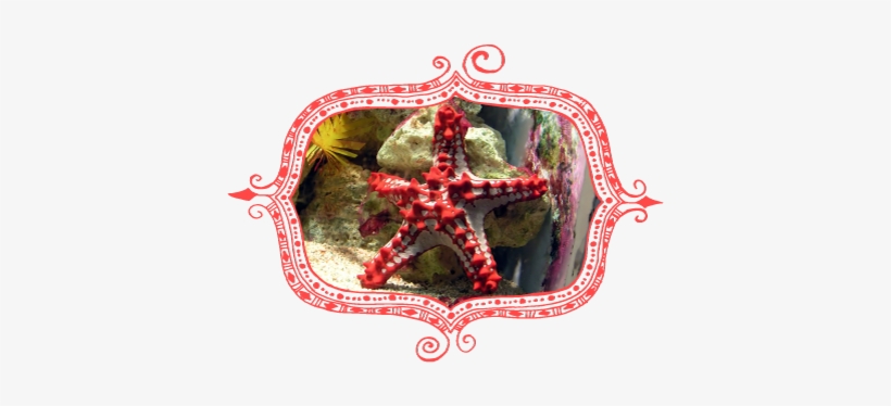 Red-knobbed Starfish Protoreaster Linckii At Bristol - Phylum Echinodermata - Biology Poster 38x26, transparent png download