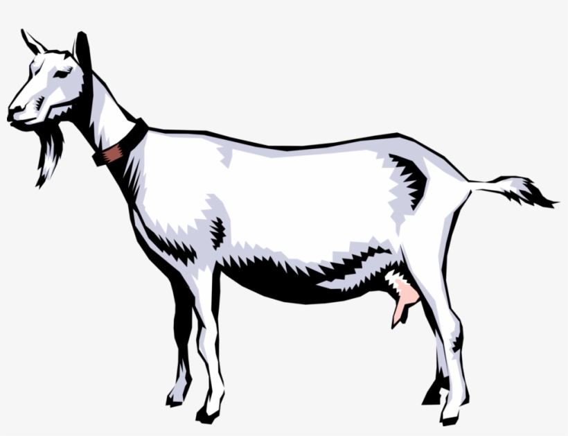 Vector Illustration Of Domestic Billy Goat - Saanen Goat Clipart, transparent png download