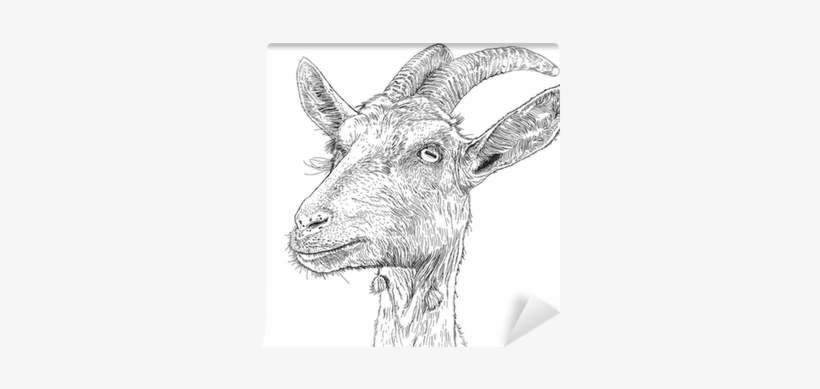 A Vector Drawing Wall Mural • Pixers® • We Live To - Chewing The Page: The Mourning Goats Interviews, transparent png download