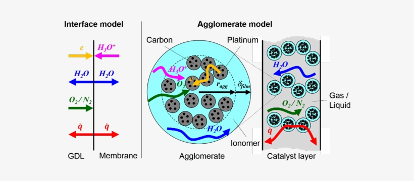 Simulating Water Generation And Water Transport In - Circle, transparent png download