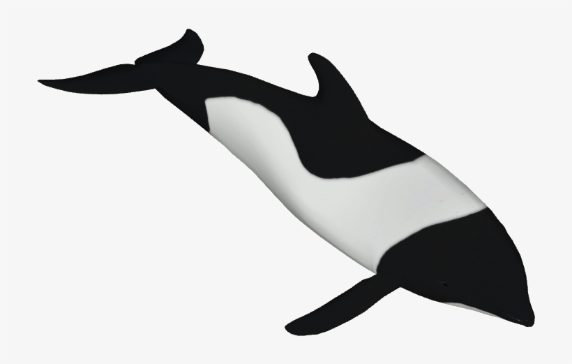 Commerson's Dolphin - Commerson Dolphin, transparent png download