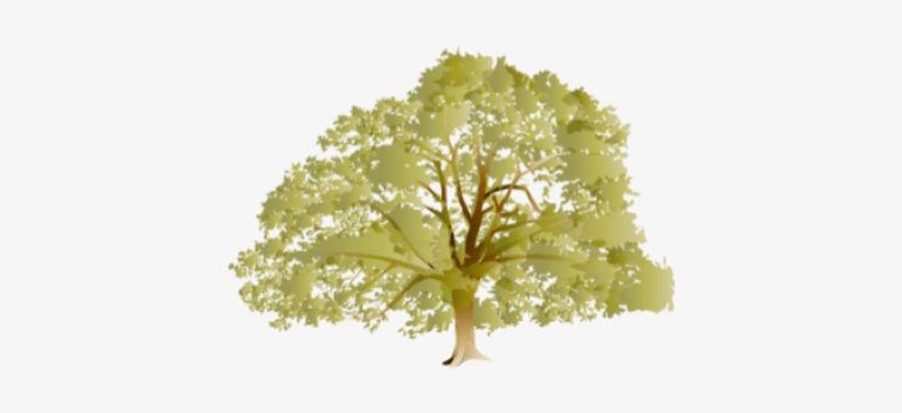 Doing At Your Place - Oak Tree, transparent png download