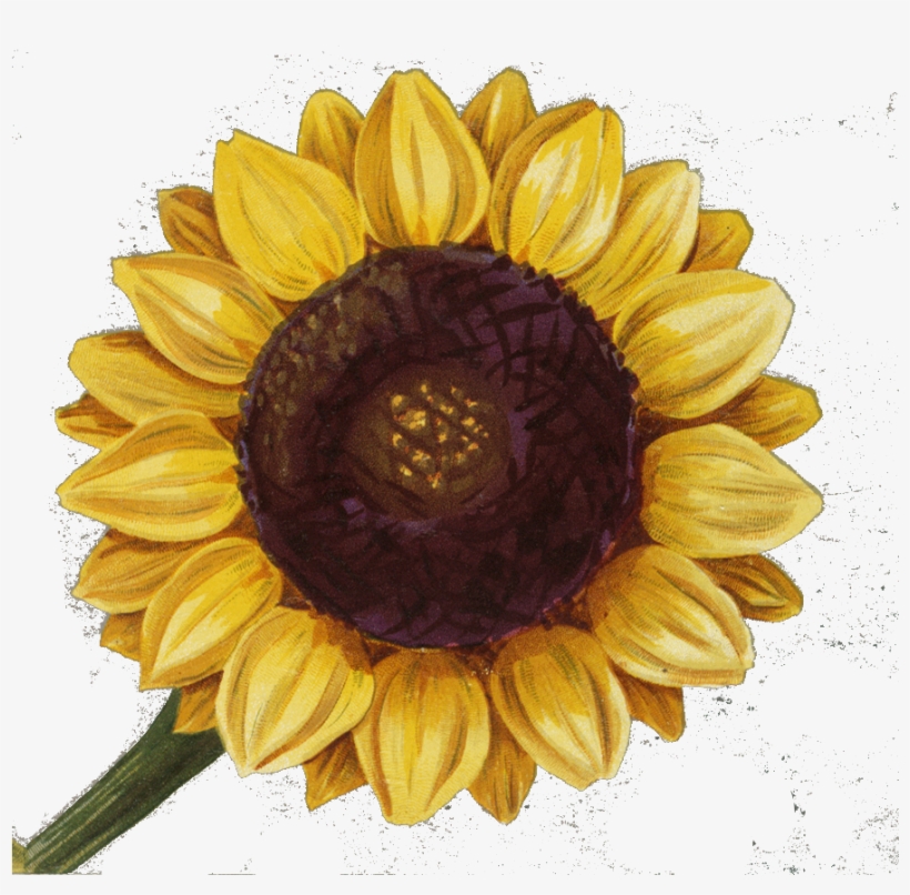 Sunflower Png, Create Yourself, Create Your Own, Overlays, - Sunflower Large Tote Bag, Adult Unisex, Natural, Large, transparent png download