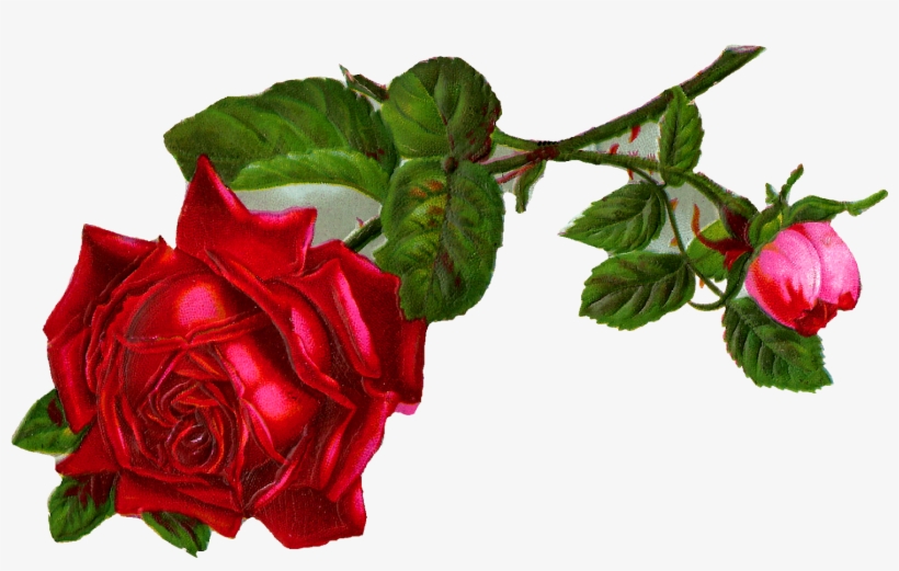 Rose Flower Clipart Hd, transparent png download