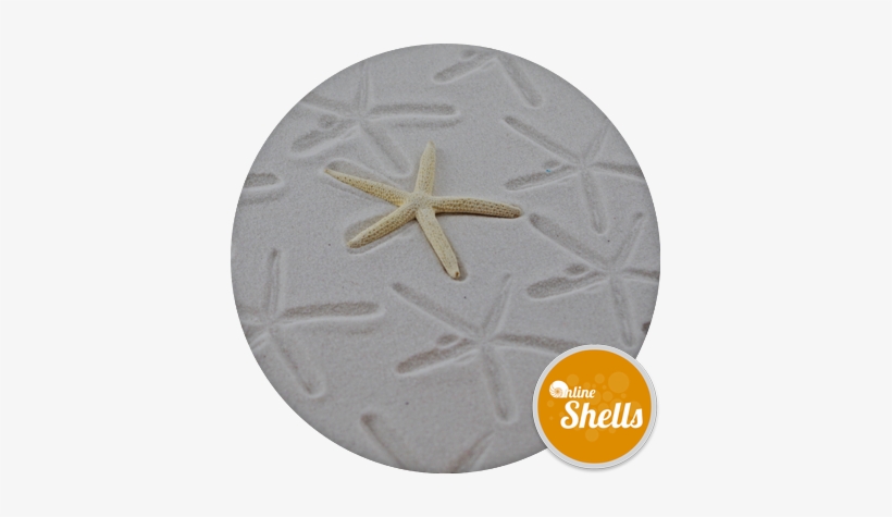 Starfish Bleached Small - Seashell, transparent png download