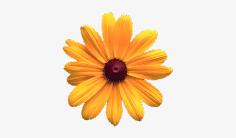 Psd Detail Flower Official Psds - Maryland's Flower, transparent png download