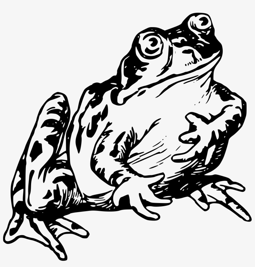 Frog Drawing Png - Frog Drawing, transparent png download