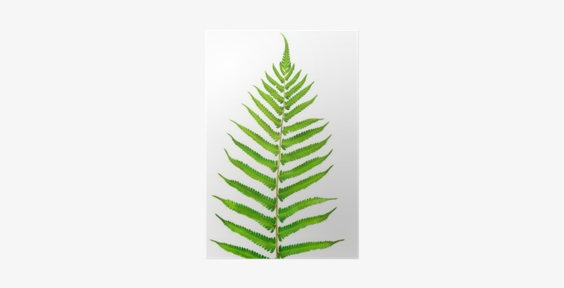 Vascular Plant, transparent png download