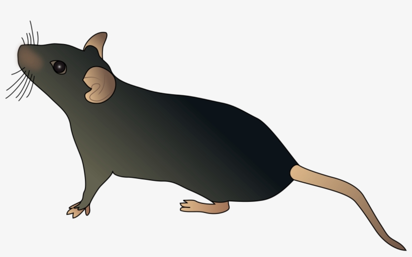 Mouse Schematic, transparent png download