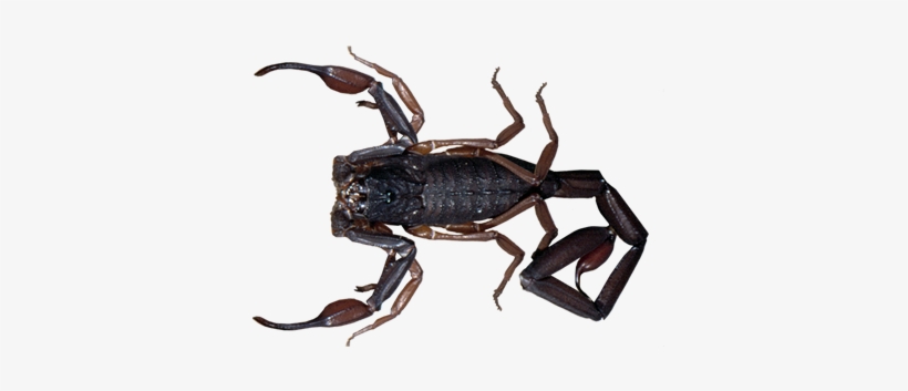 Scorpions - Florida Scorpions, transparent png download