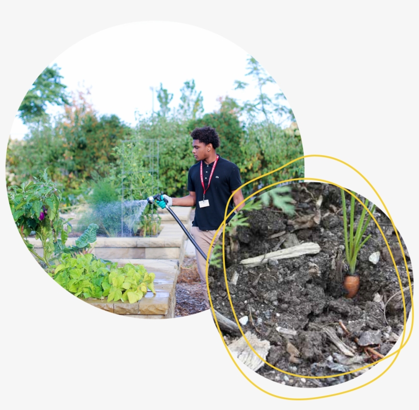 Gardeneers Is The Only Chicago Based Nonproﬁt Providing - Home Page, transparent png download