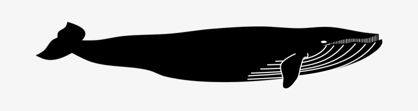 Blue Whale Whale Animal Marine Sea Marine - Black Whale Shower Curtain, transparent png download