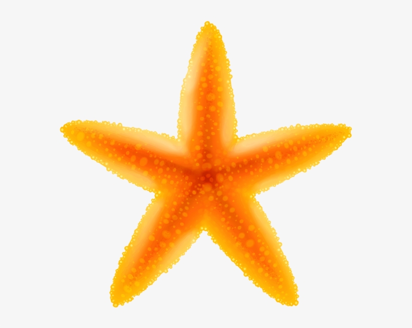 Starfish Png - Starfish Clipart Transparent, transparent png download