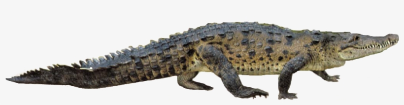 American Crocodile, transparent png download