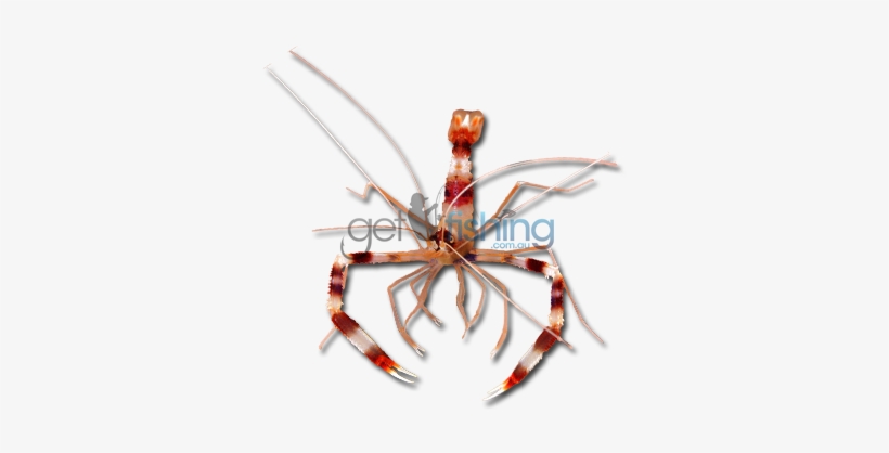 Banded Coral Shrimp - Banded Coral Shrimp Png, transparent png download