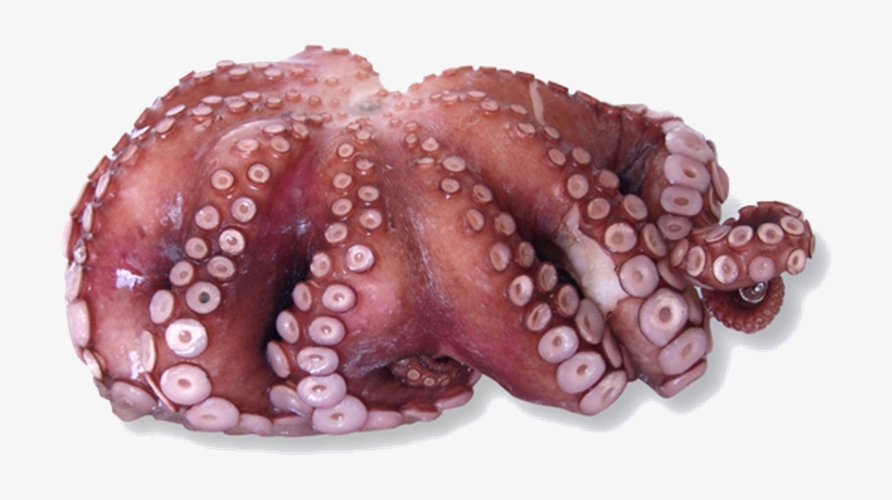 Octopuses - Octopus, transparent png download