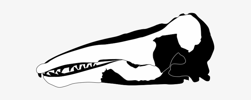 Charlotte Whale - Skull, transparent png download