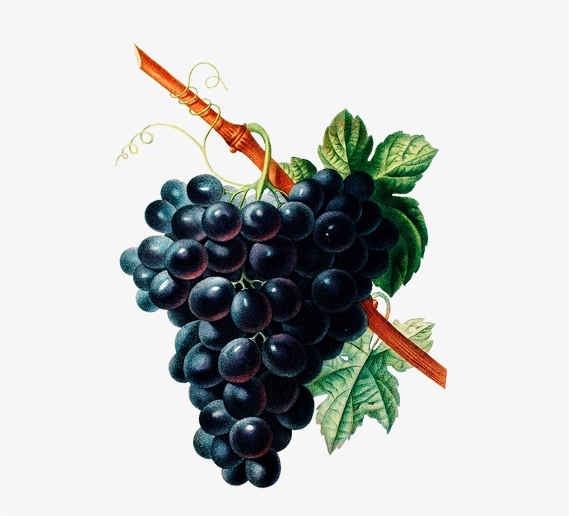 Bouquet Of Pansies, Black Grapes - Wine Red Grapes Vintage Style Metal Sign, transparent png download