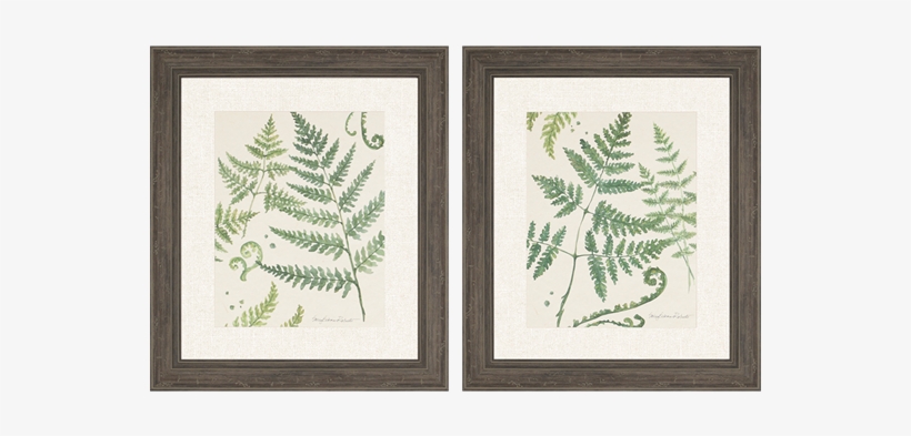 Ferns Pk/2 - 'ferns' 2 Piece Framed Graphic Art Print Set, transparent png download