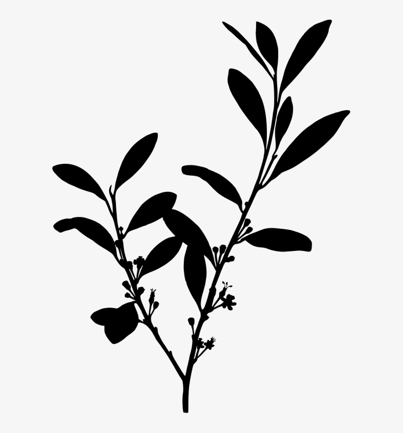 Erythroxylum Coca Cocaine Coca-cola On Coca - Cocaine Plant, transparent png download