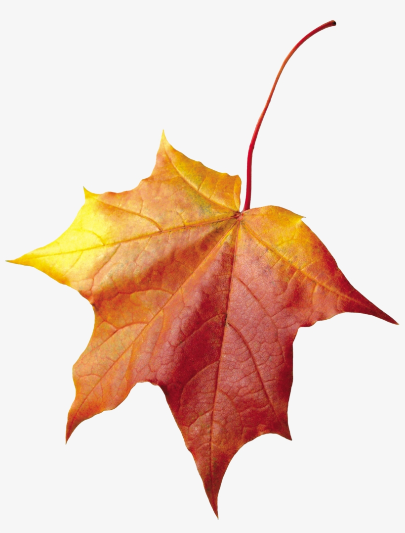 Maple Autumn Leaf Png Image - Осенние Листья Для Фотошопа, transparent png download